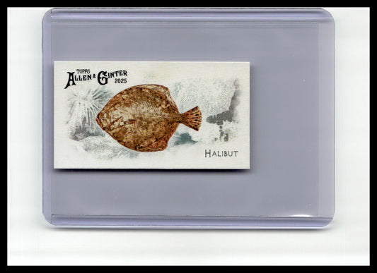 2025 Topps Allen & Ginter #FGW-27 Halibut Mini 50 Fish from Global Waters