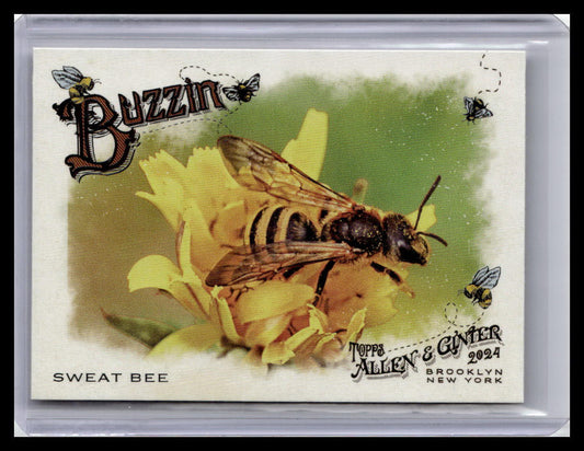 2024 Topps Allen & Ginter #BUZ-9 Sweat Bee Buzzin'