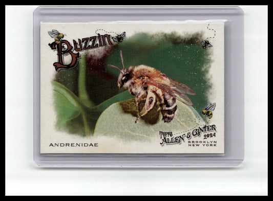 2024 Topps Allen & Ginter #BUZ-7 Andrenidae Buzzin'