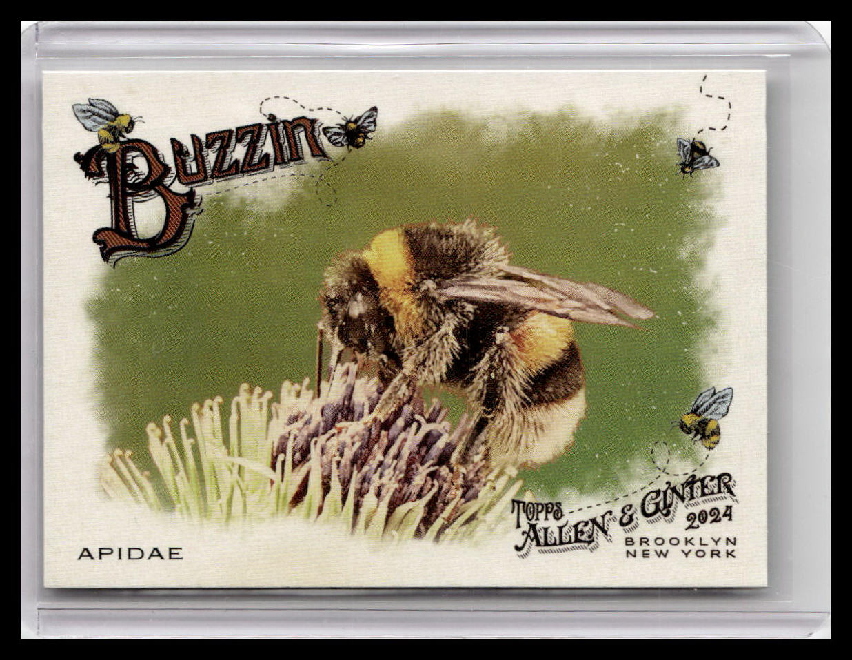 2024 Topps Allen & Ginter #BUZ-6 Apidae Buzzin'