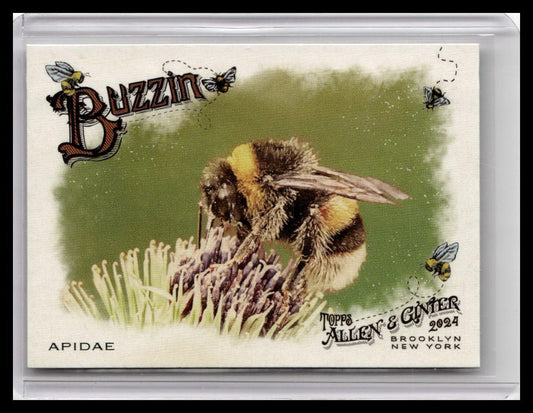 2024 Topps Allen & Ginter #BUZ-6 Apidae Buzzin'