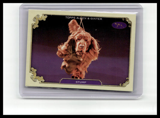 2024 Topps Allen & Ginter #SOS-22 Stump Stars of the Show The Westminster