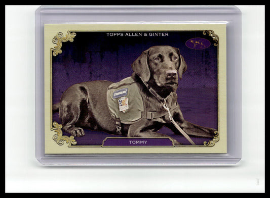 2024 Topps Allen & Ginter #SOS-6 Tommy Stars of the Show The Westminster