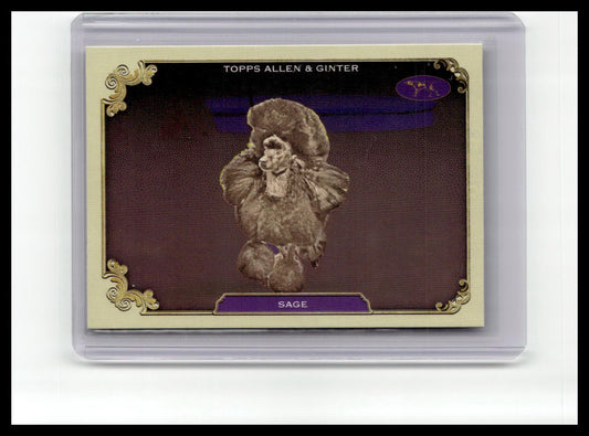 2024 Topps Allen & Ginter #SOS-35 Sage Stars of the Show The Westminster
