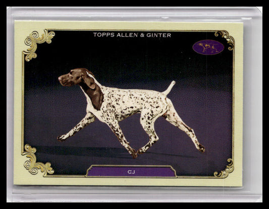 2024 Topps Allen & Ginter #SOS-17 CJ Stars of the Show The Westminster