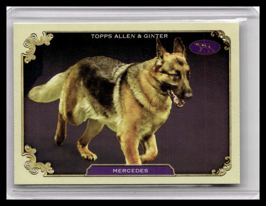 2024 Topps Allen & Ginter #SOS-25 Mercedes Stars of the Show The Westminster
